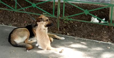 Прикрепленное изображение: Кот и пёс.2.jpg